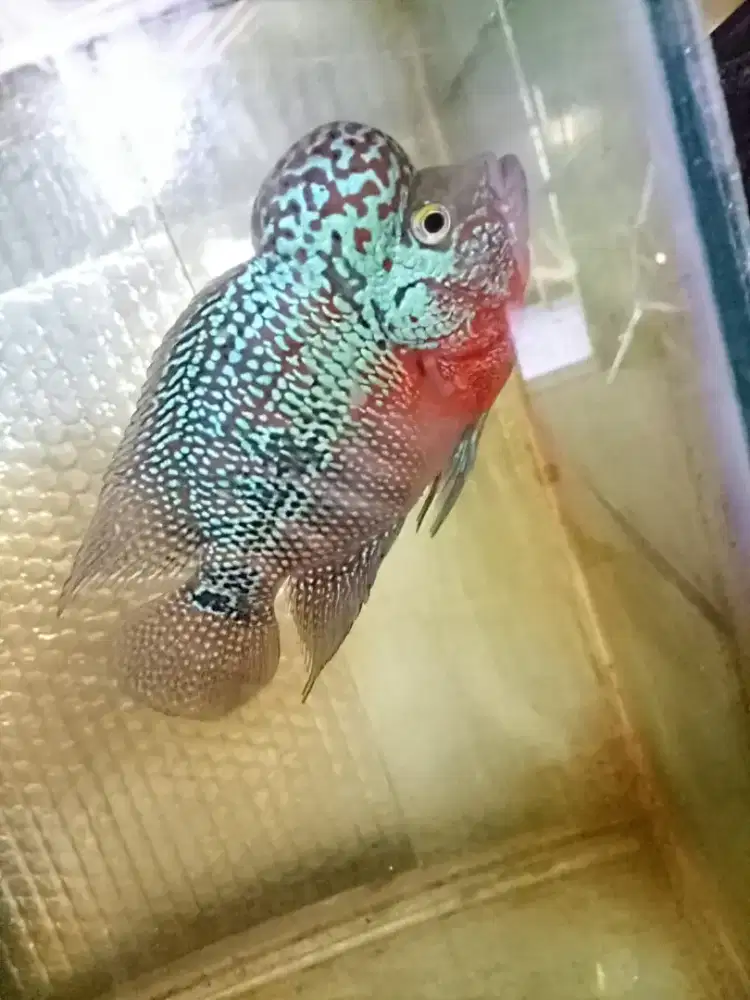 Louhan kamfa jenong merah
