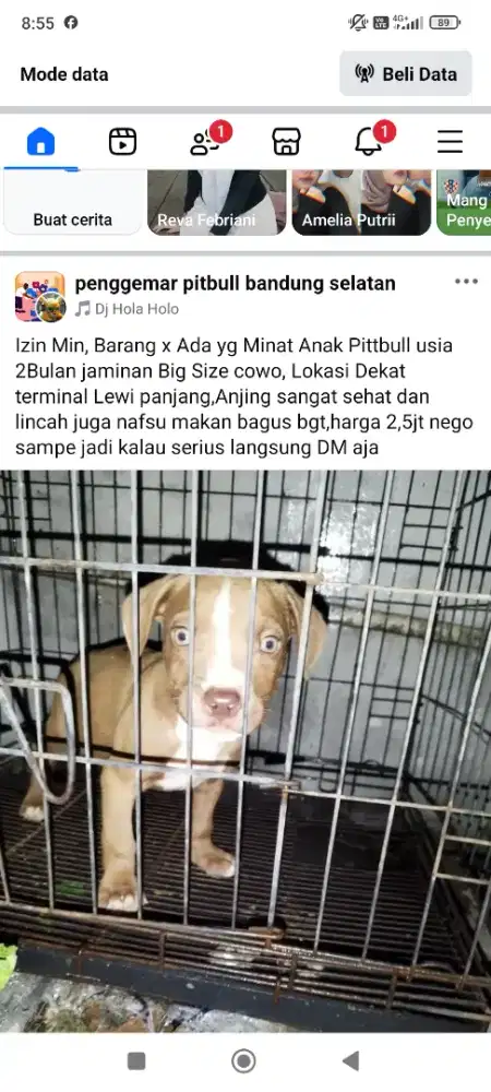 Jual Pittbull Big Size XXL