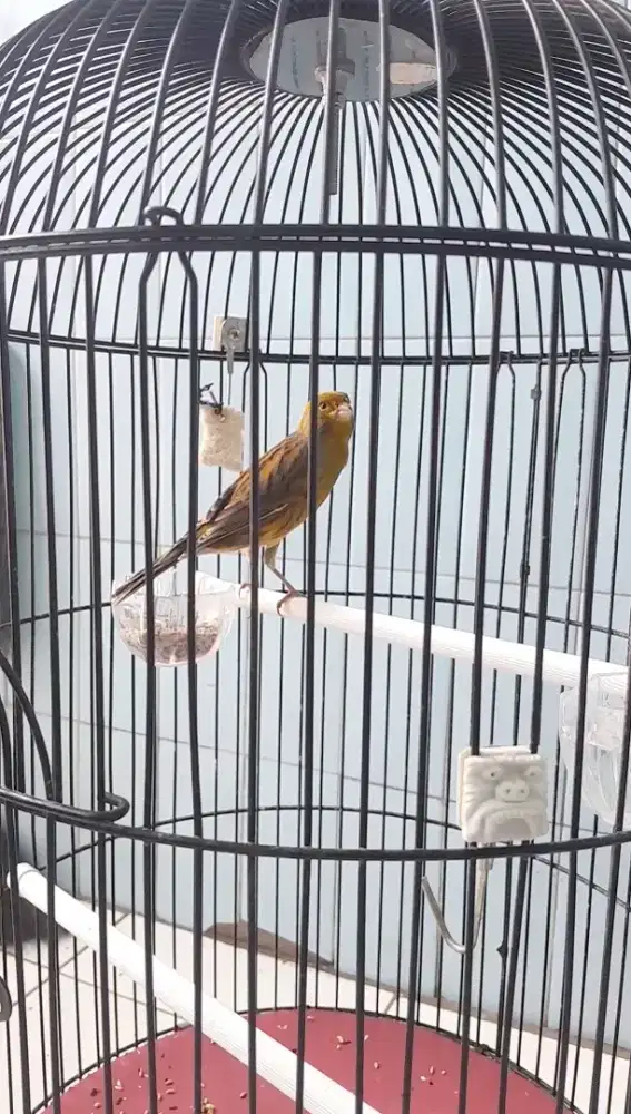 Burung kenari AF