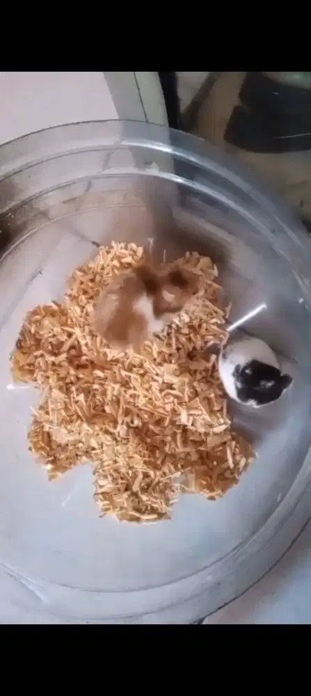 Hamster syirian