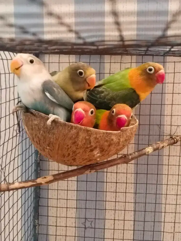 Burung lovebird paud sehat walafiat