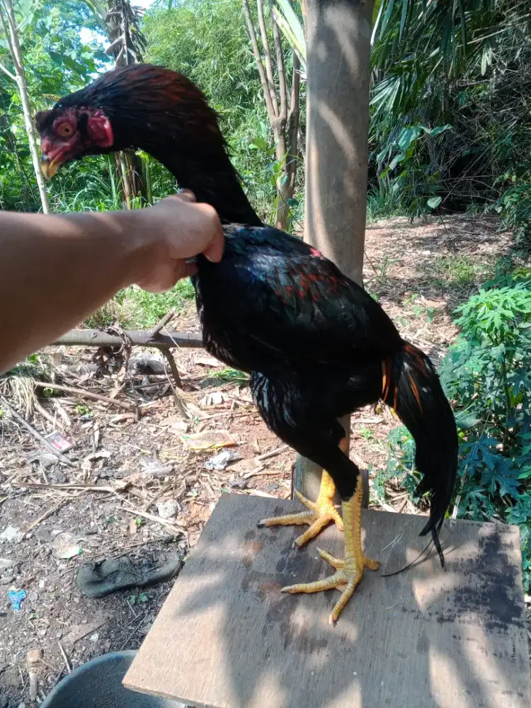 Ayam Bangkok muda