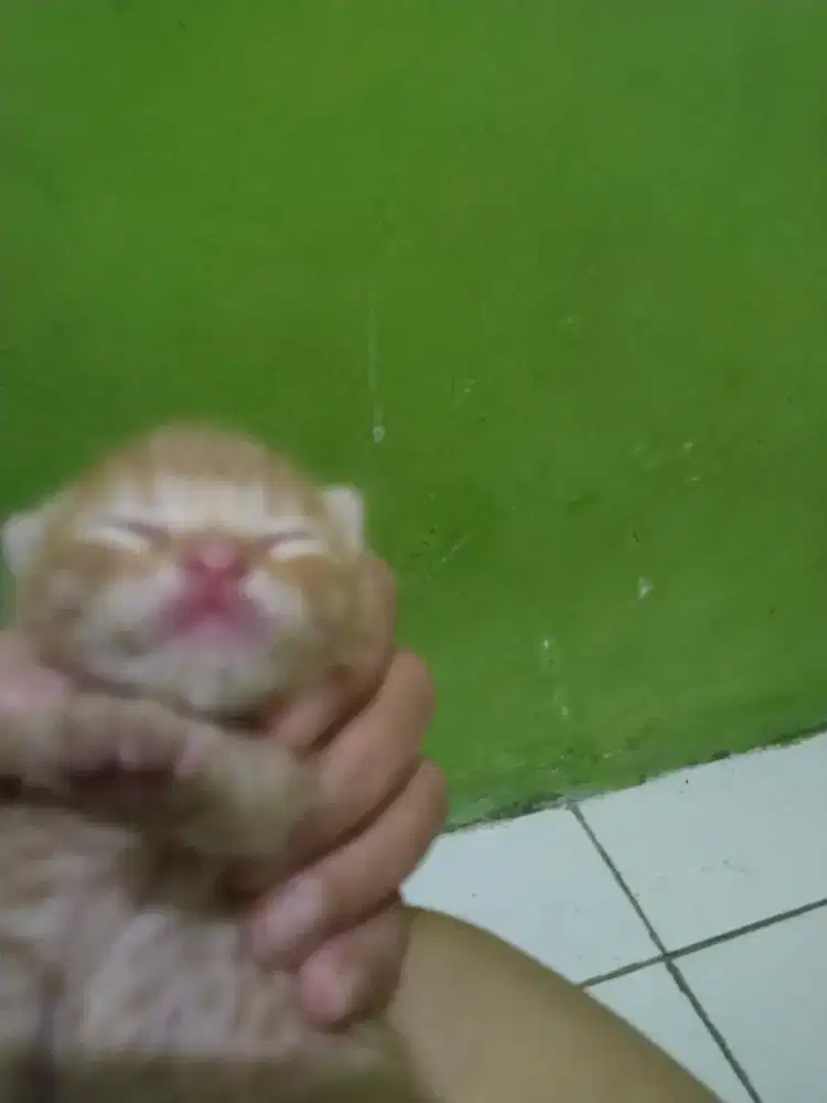 Anak kucing jenis kelamin cowo, warna oyen