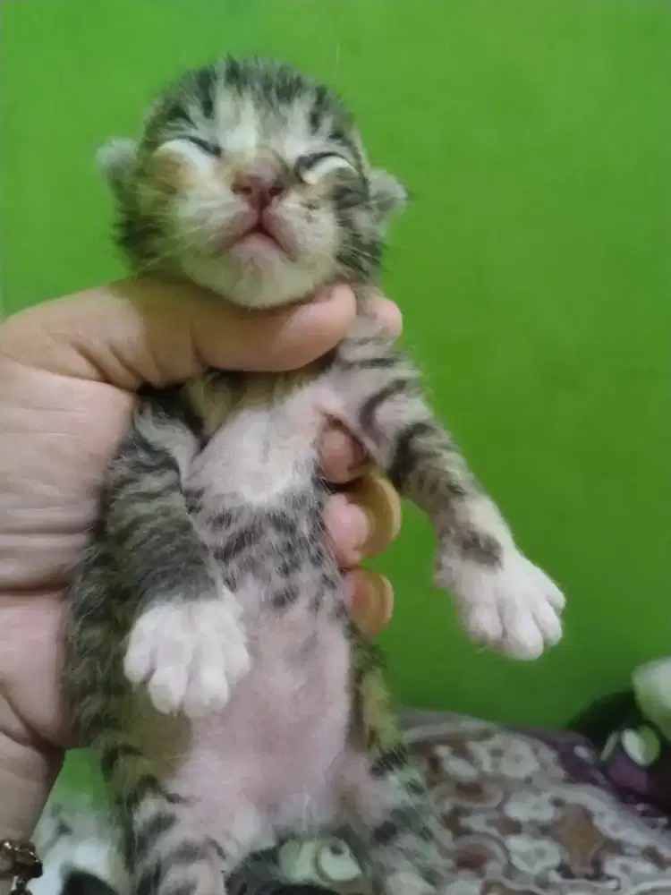 Anak kucing bulu belang cewe
