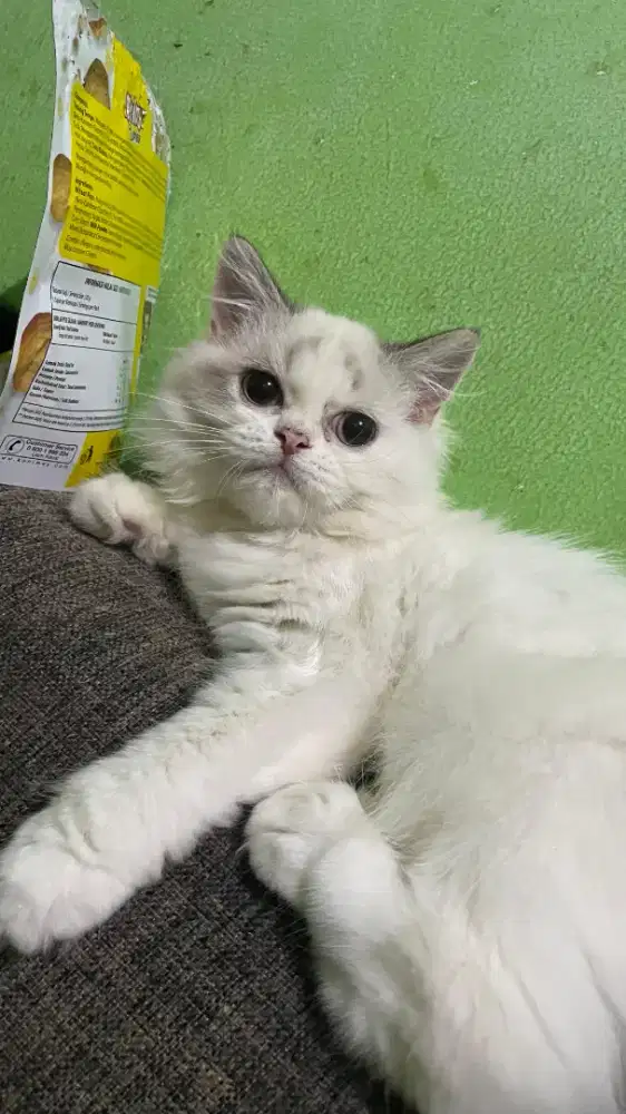 Kitten ragdoll non ped
