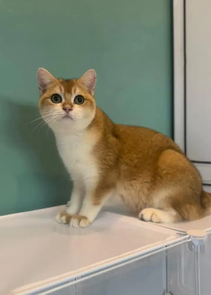 Kucing bsh british short hair golden jantan