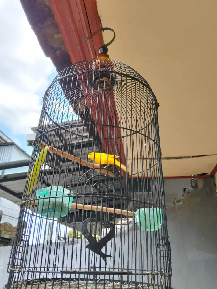 Sale santai kenari loper warna kuning cerah umur setahun jual burja