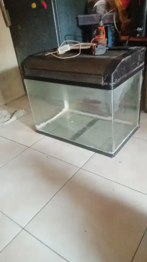 Jual aja aquarium sesuai foto