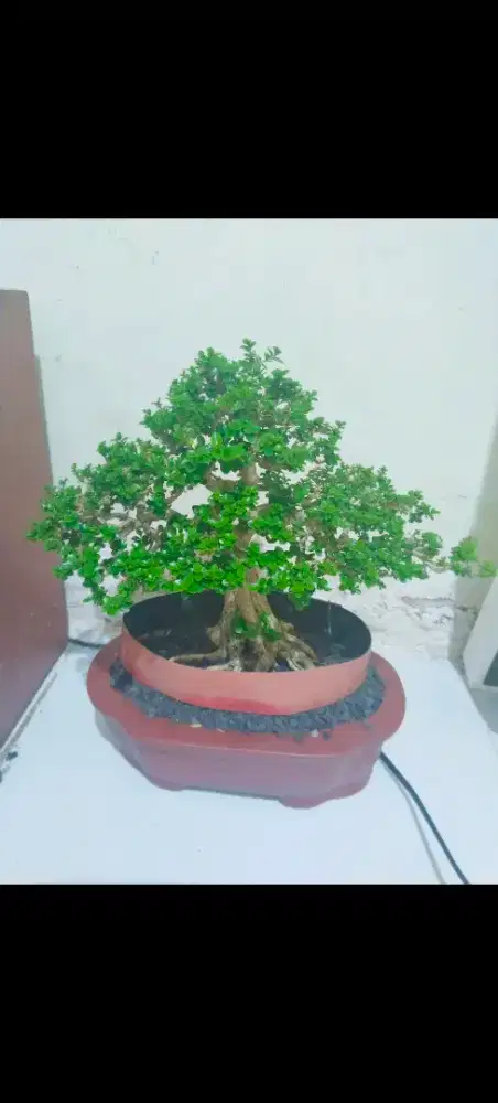 Bonsai anting putri