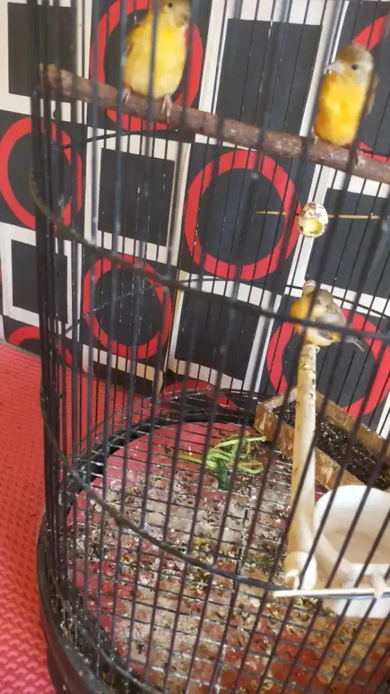 Burung siskin delut tiga ekor
