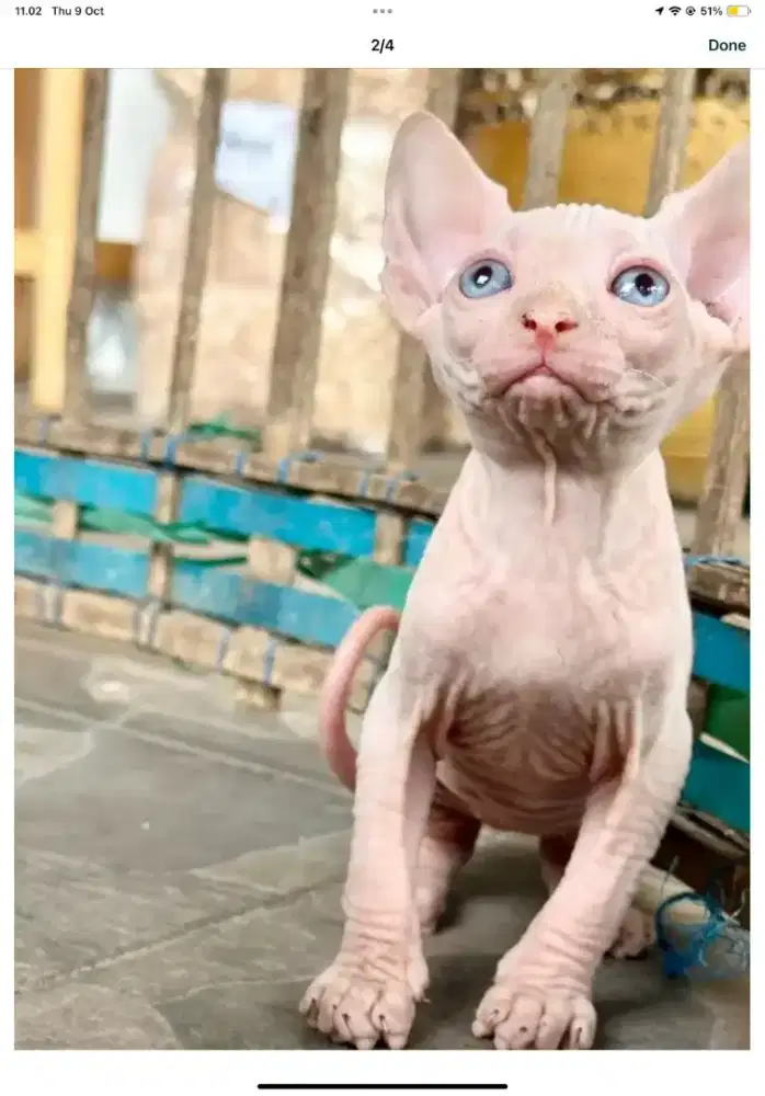 Kucing Sphynx Albino Jantan dan Betina