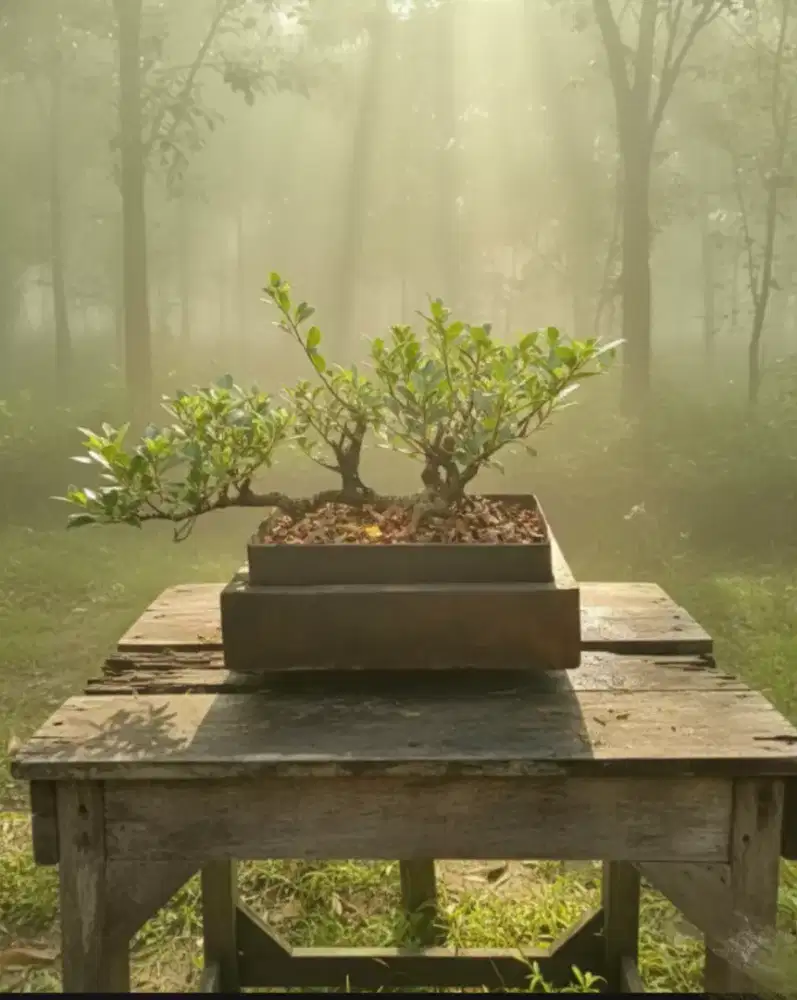 Bonsai kimeng raft style