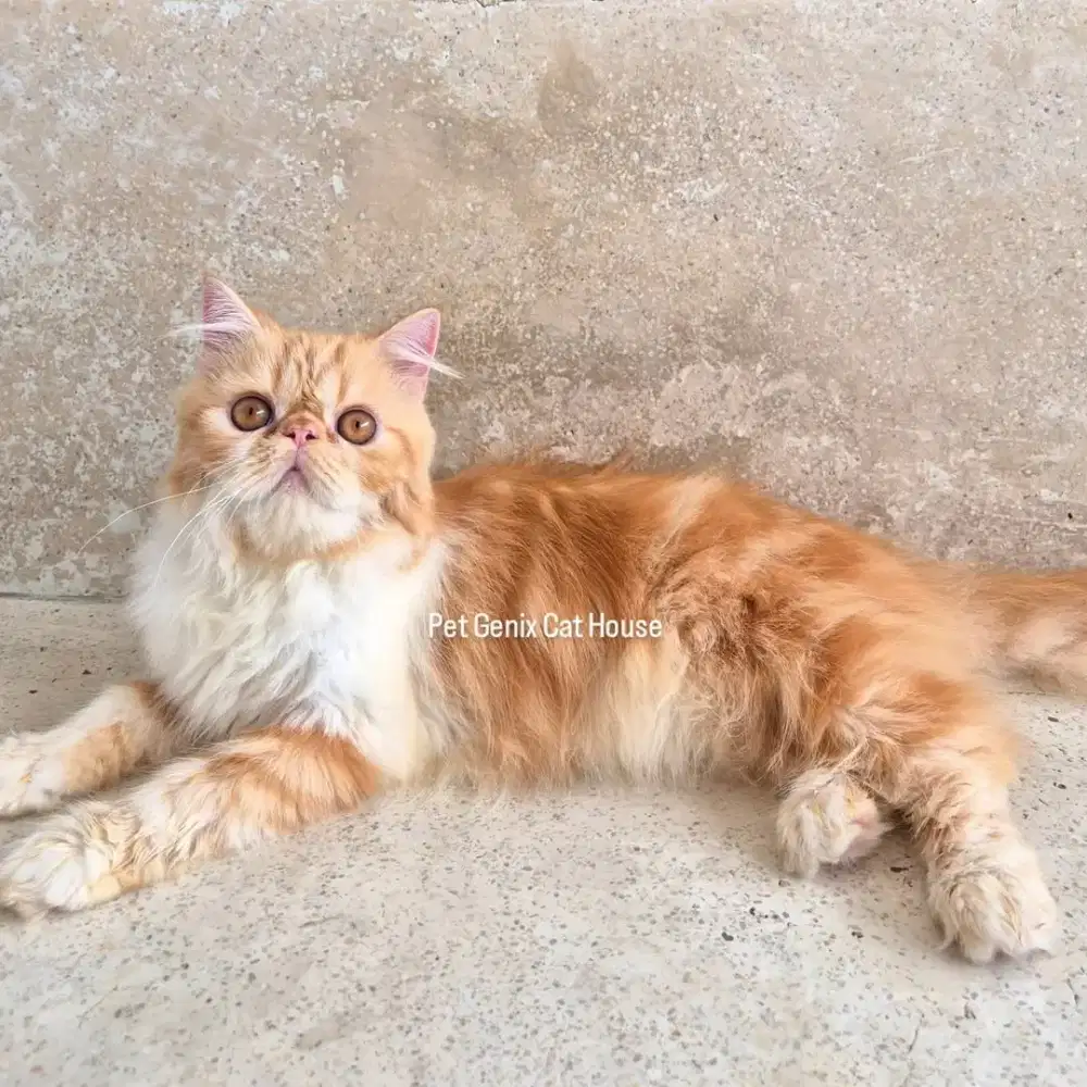 Kucing Peaknose Jantan