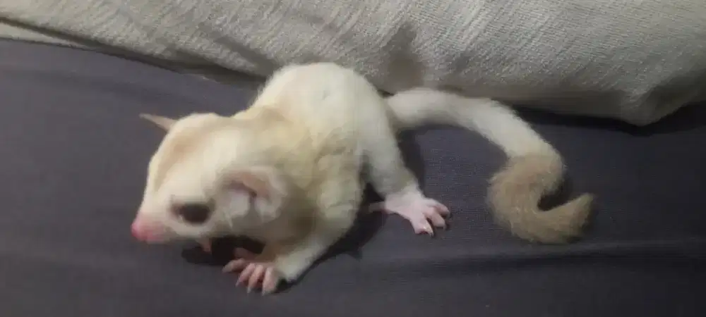 Sugar glider creamino joy