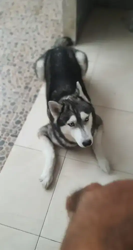 Siberian Husky Jantan