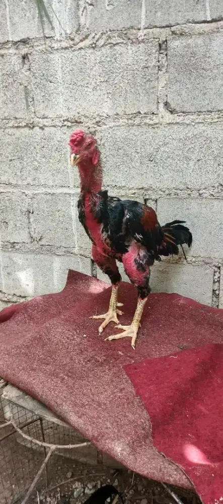 Dijual ayam siam jalu untuk bapakan