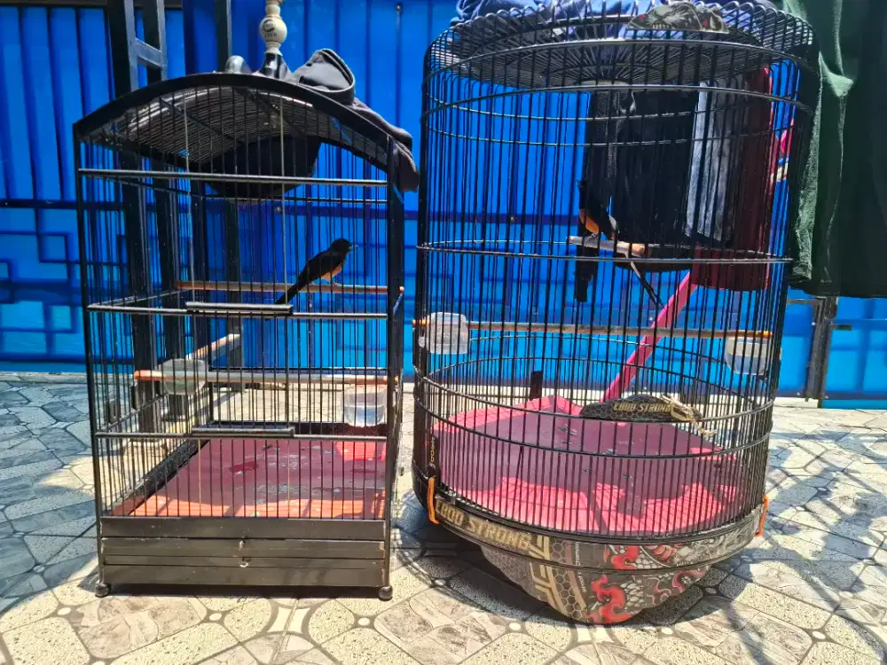 Burung murai batu medan