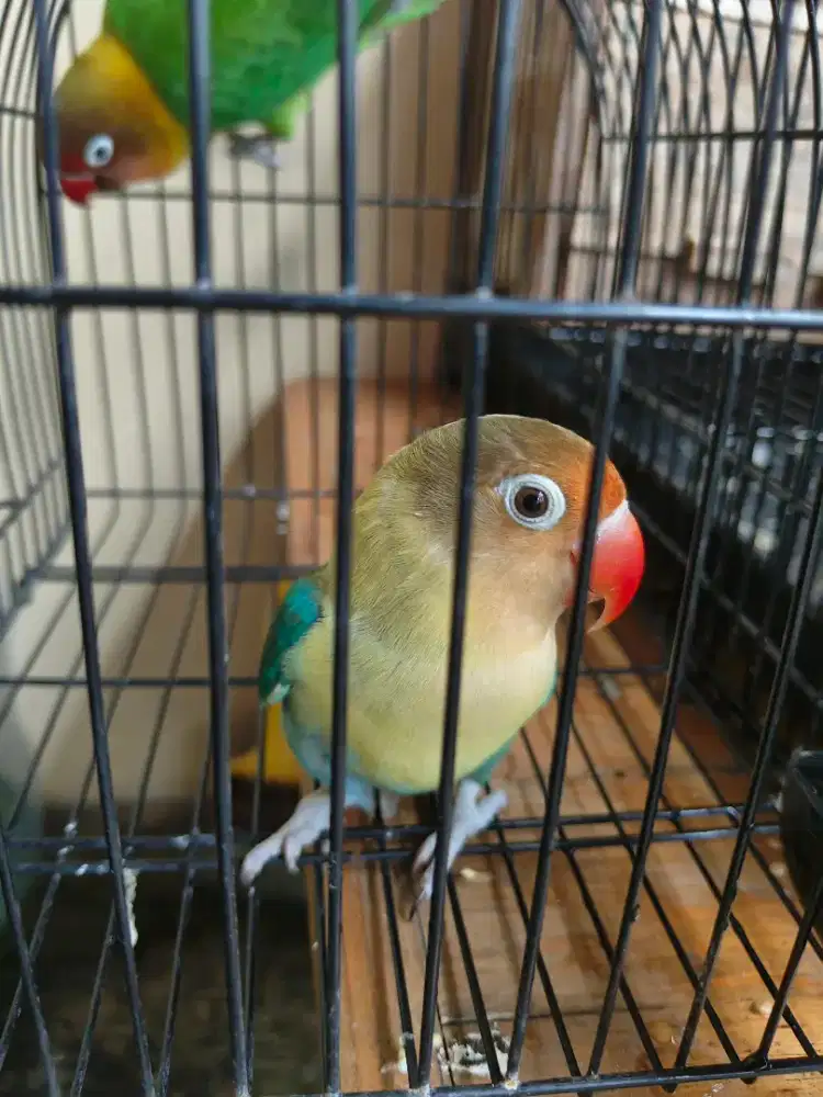 Lovebird Betina Lb PB Turquoise