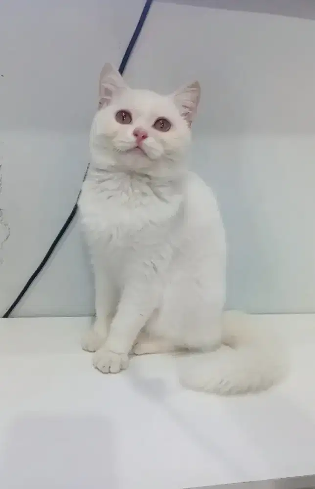 BRITISH SHORTHAIR/BSH WHITE