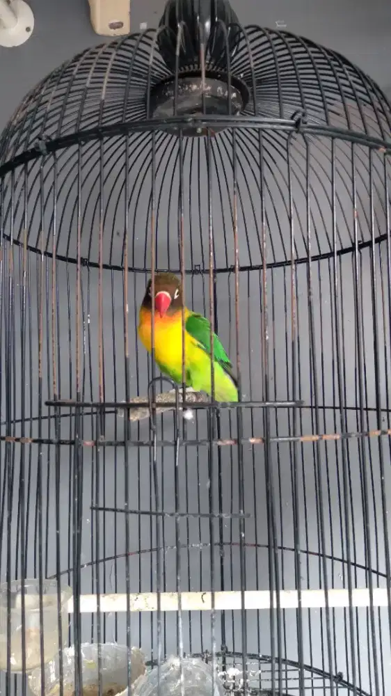 Burung Lovebird Josan