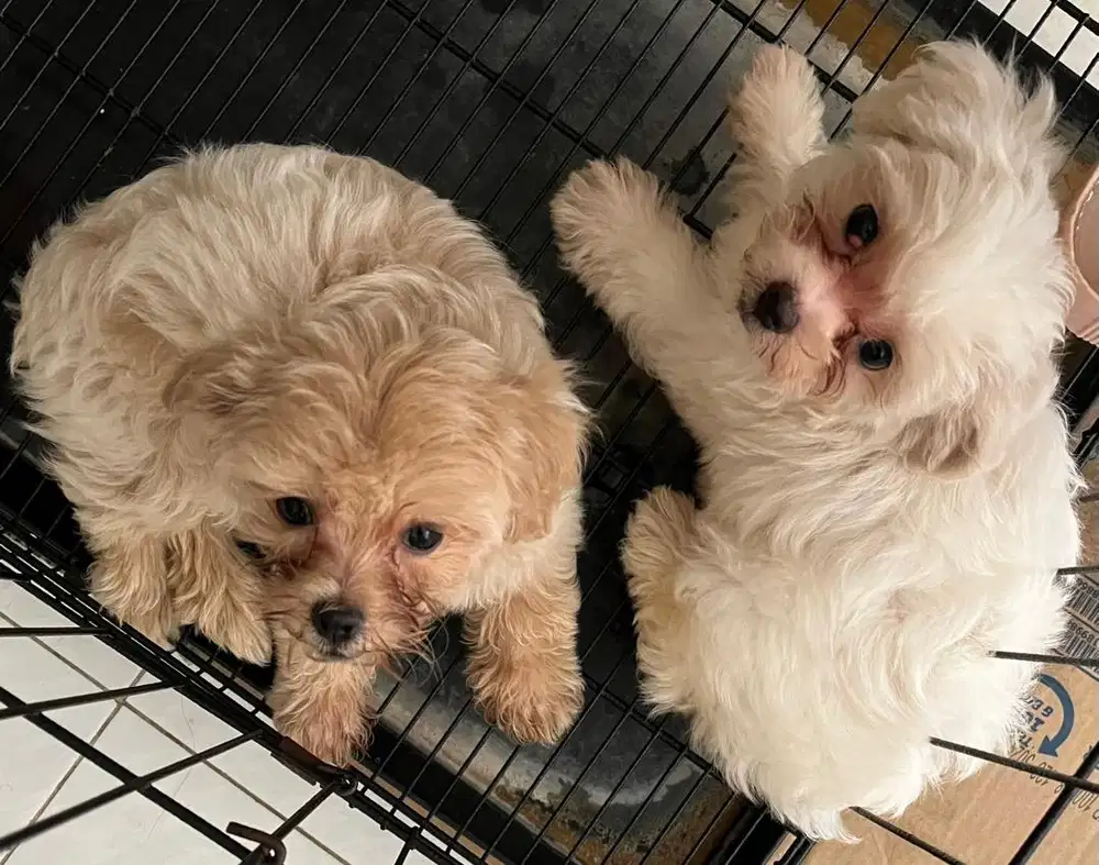 Anakan maltipoo betina