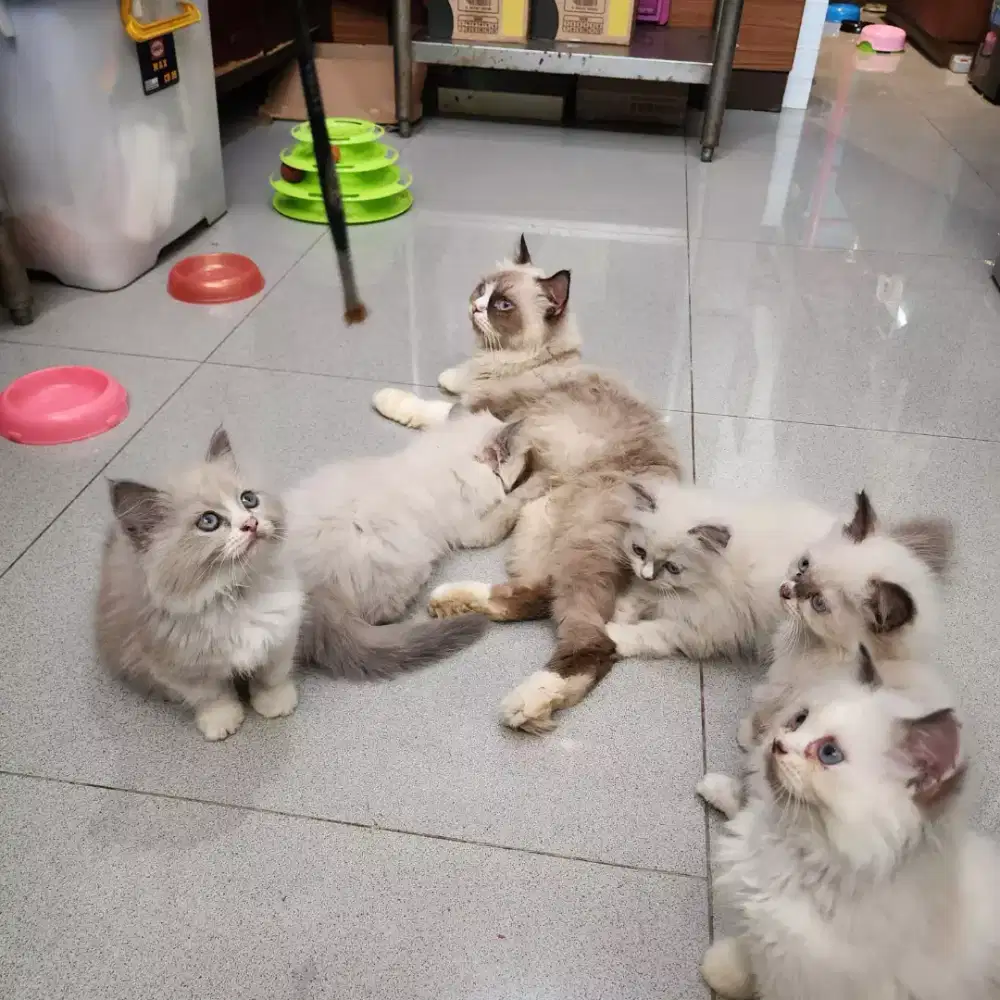 Kucing Kitten Ragdoll
