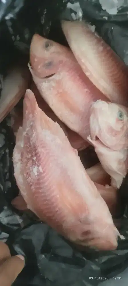 Ikan Nila Frozen