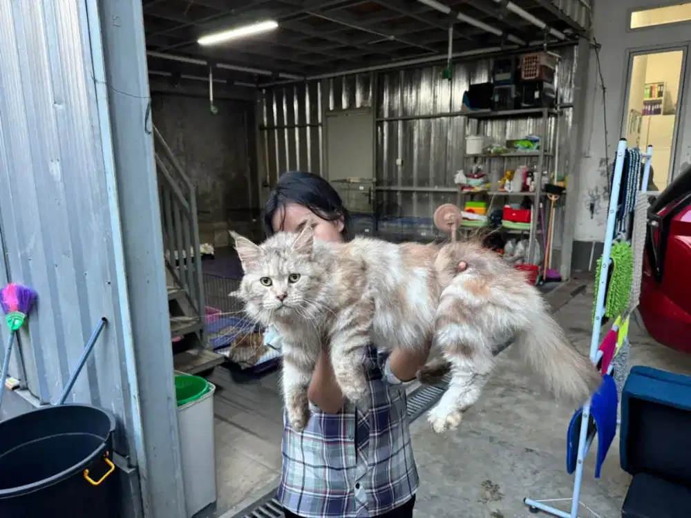 Mainecoon BSH Bengaal Jantan Betina