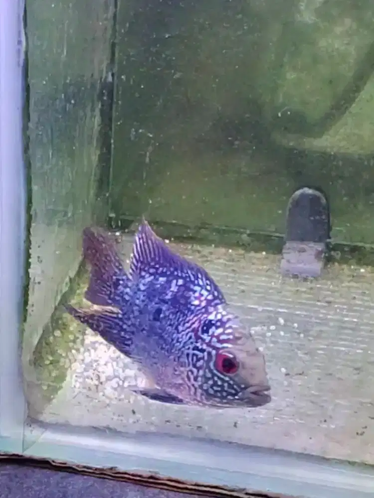 ikan lohan cencu short body betina sudah nelor 6cm gen bagus ekor kaku