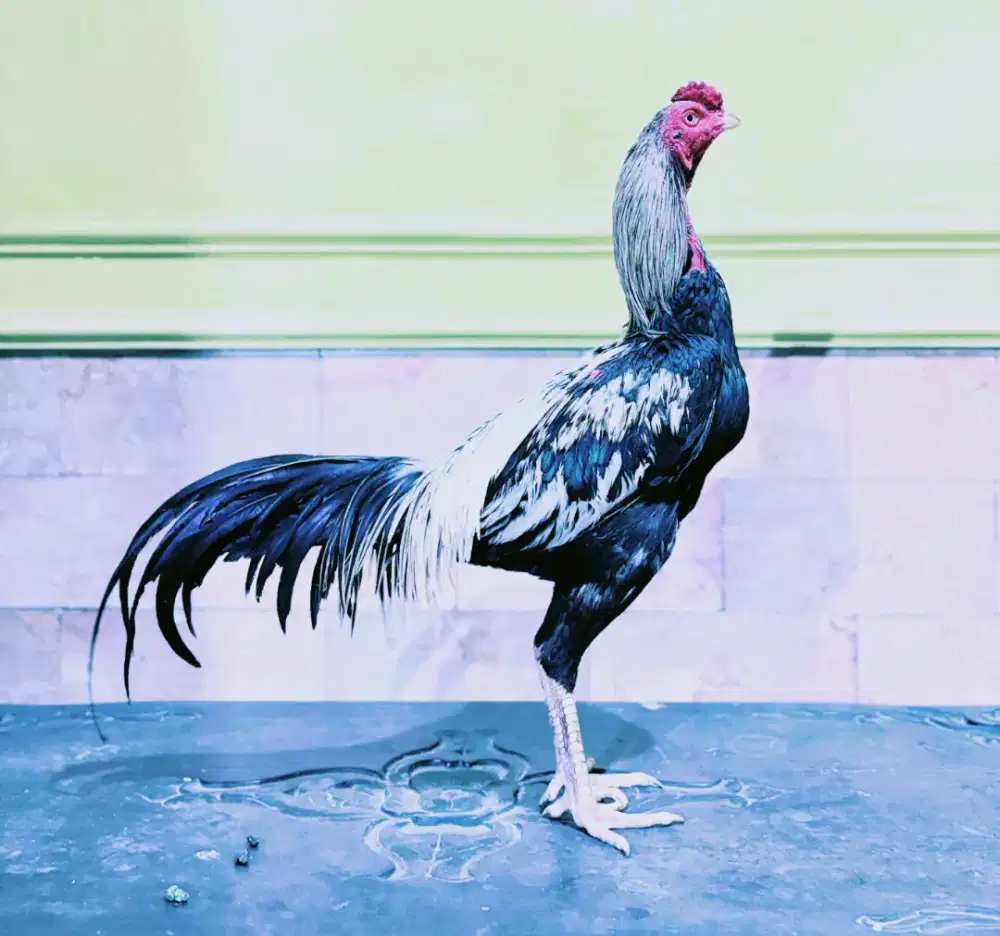 Ayam Pama iq vip