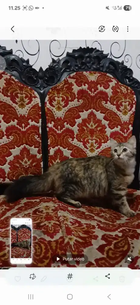 Kitten persia mixdom betina