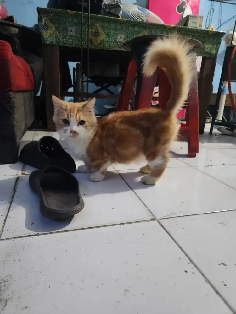 Munchkin Betina 2x proven