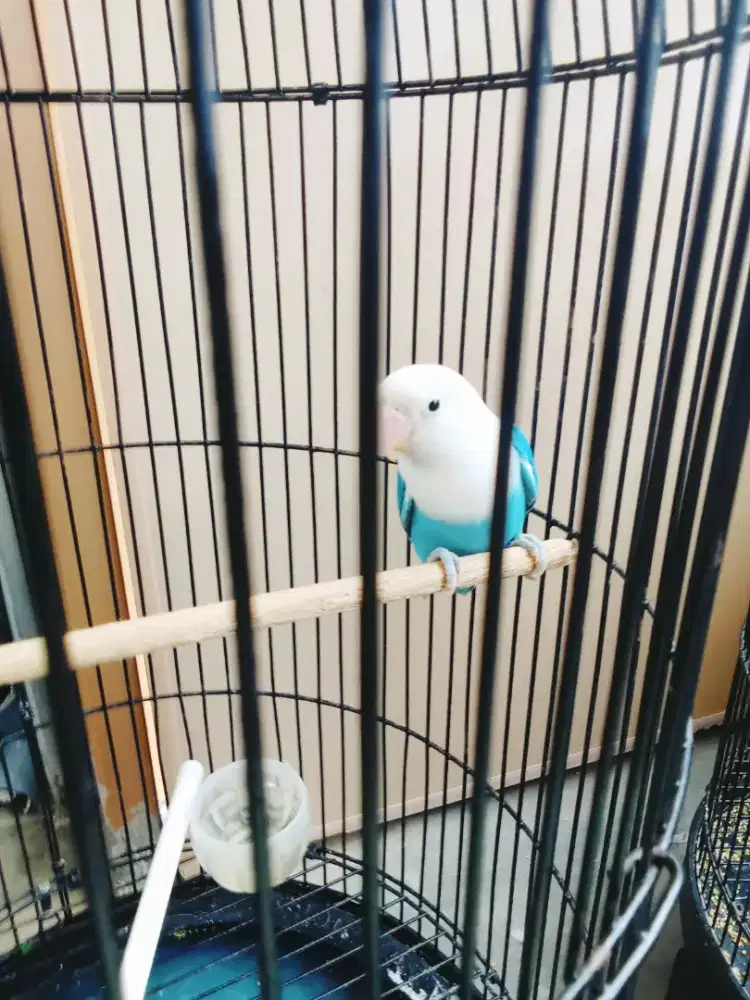 Burung Lovebird