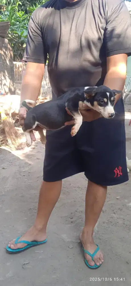 Anakan ras mini mix corgie