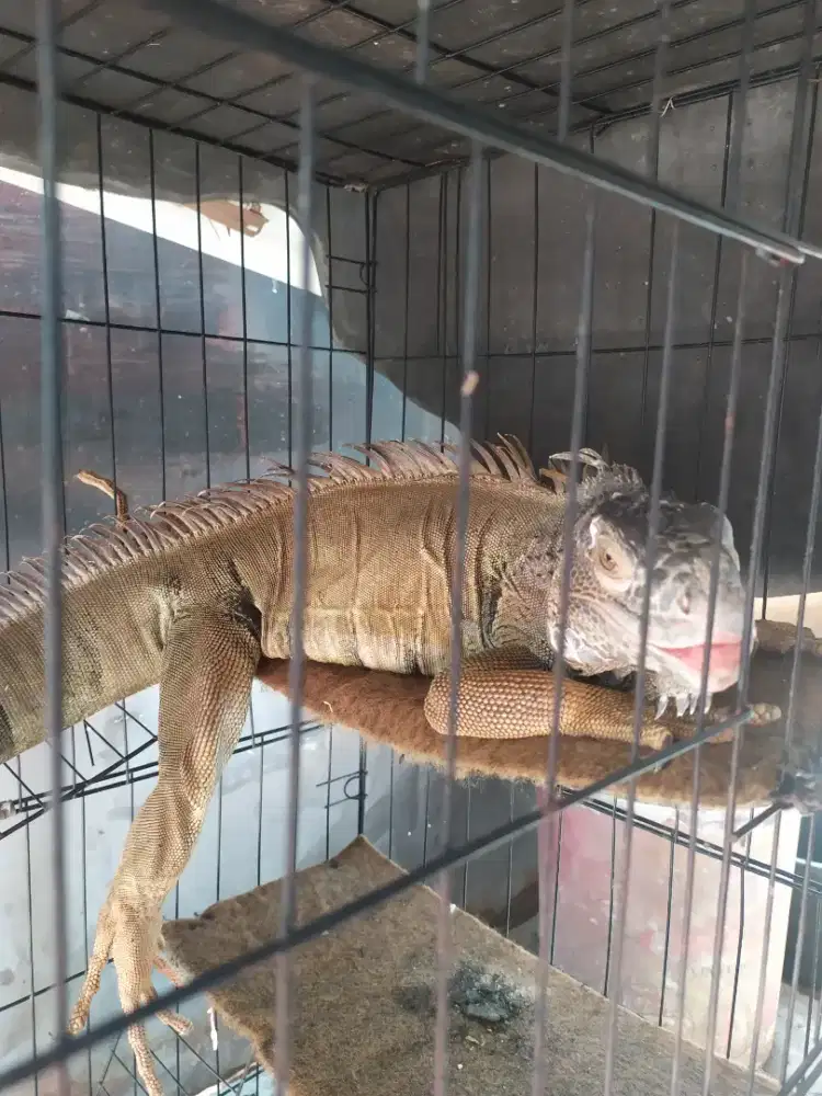 JUAL IGUANA RED SATU SETT SAMA KANDANG MINUS DI BIBIR