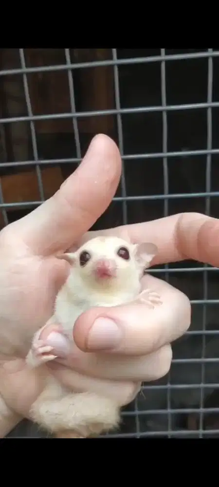 Joey baby sugar glider creamino jinak lucu