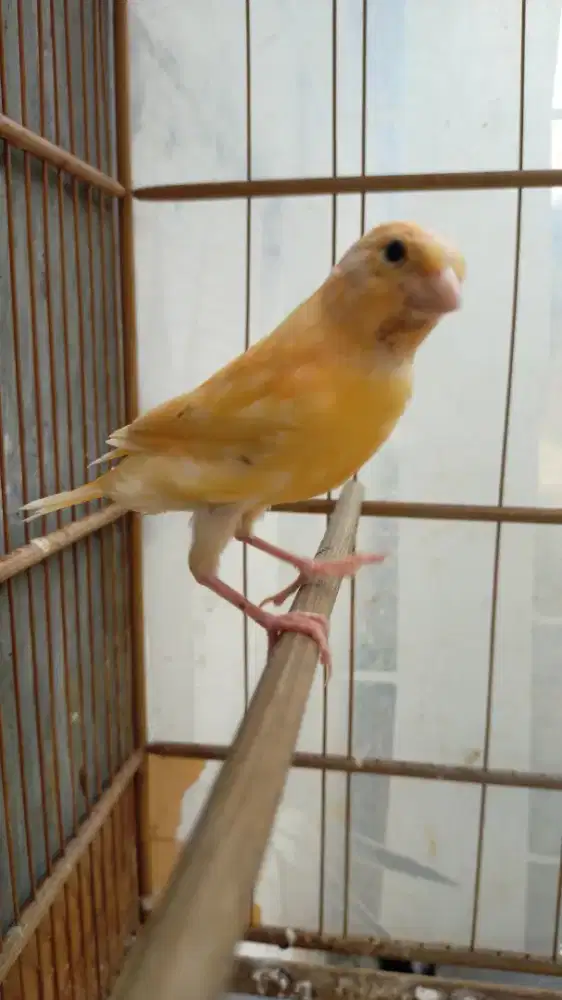Burung kenari lok super aak/paud jantan