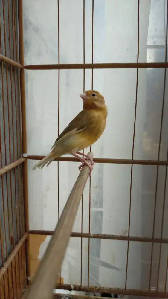 Burung kenari lokal super paud/anak jantan