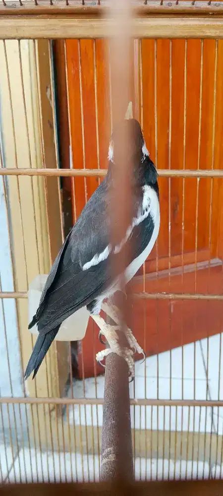 Js gacor anti pundung