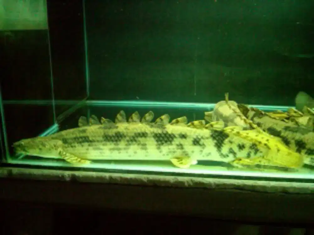 Palmas Endlicheri 37-40cm