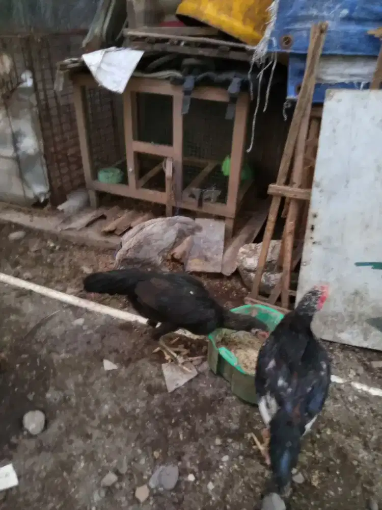 3 ekor anakan ayam kampung x bk