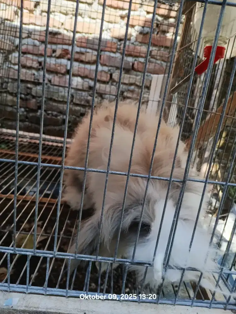 Fuzzy Lop Kelinci Jantan