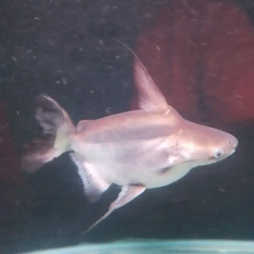 Jenghiskan GK Paroon Shark King SB 50cm