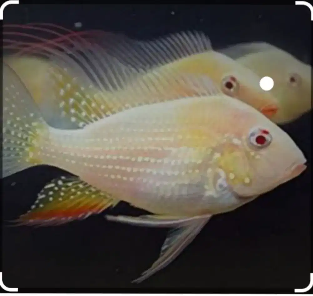 Heckelii Albino Chiclid 13-15cm