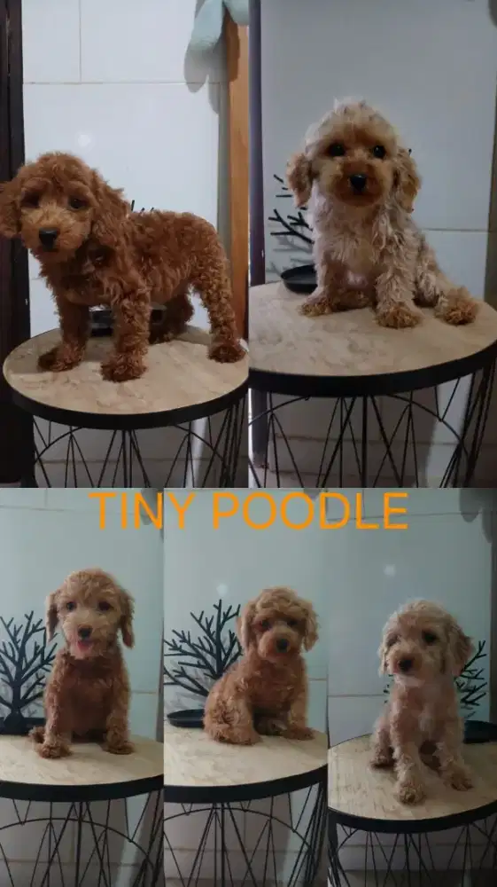 Tiny poodle & toy poodle
