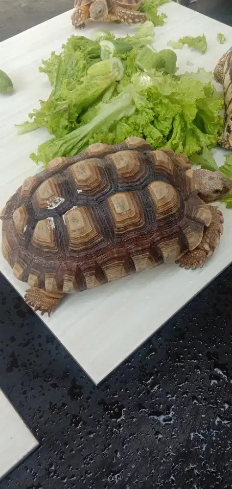 Kura-kura Sulcata 40cm (jantan)