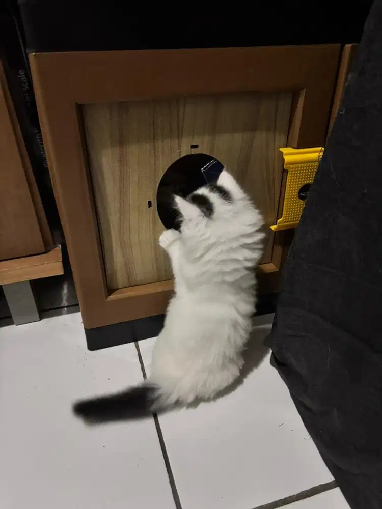 kitten persia mix radgol