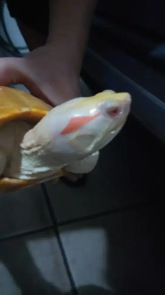 Kura-kura Resbino Brasil Albino