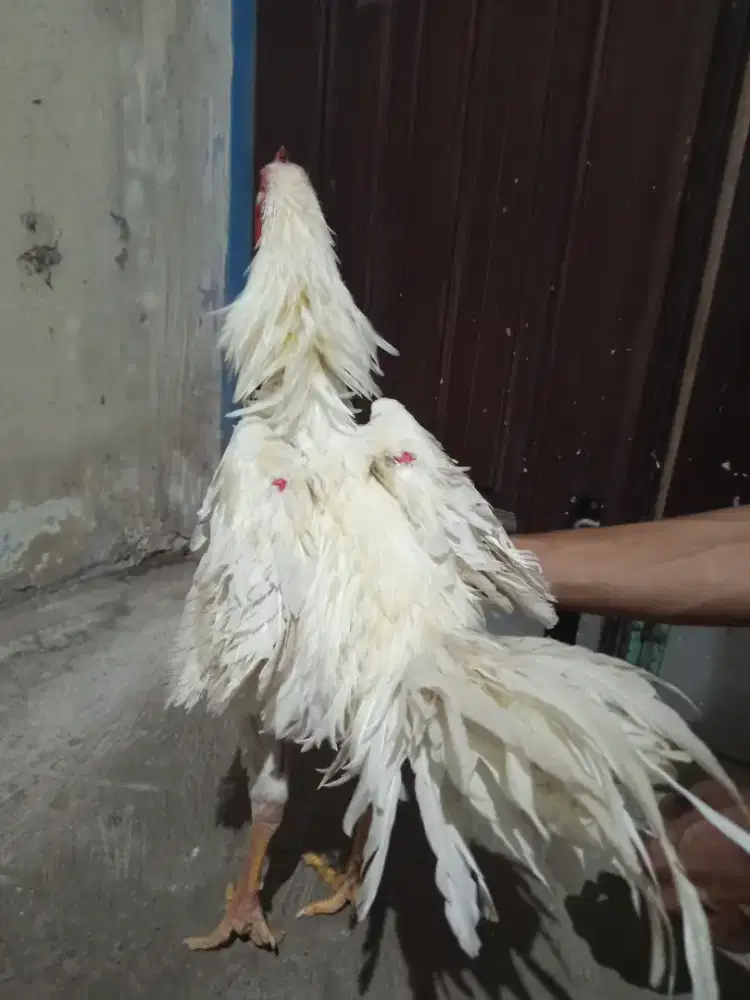 Ayam jago walek cadong putih