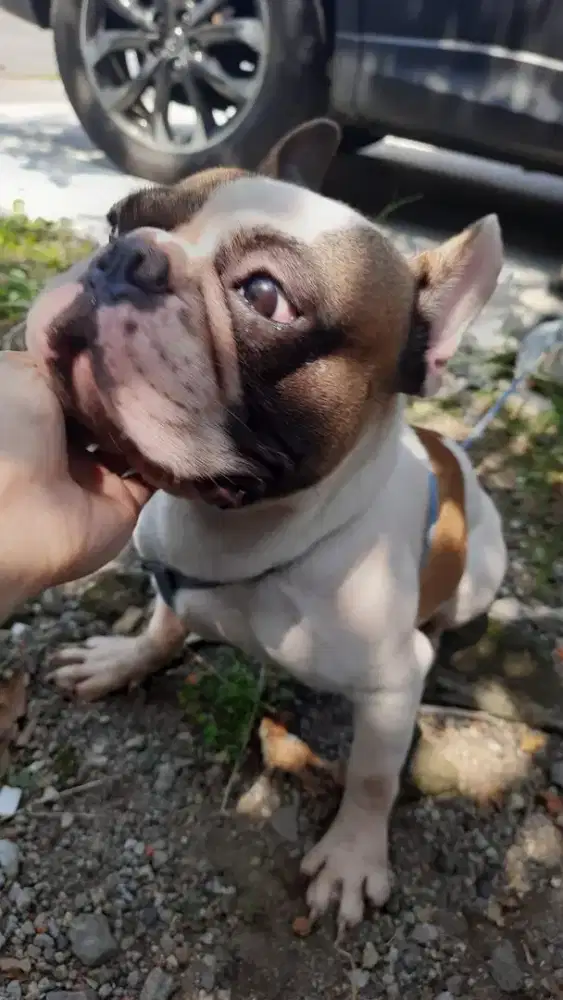 Dijual french bulldog/frenchie JANTAN STB